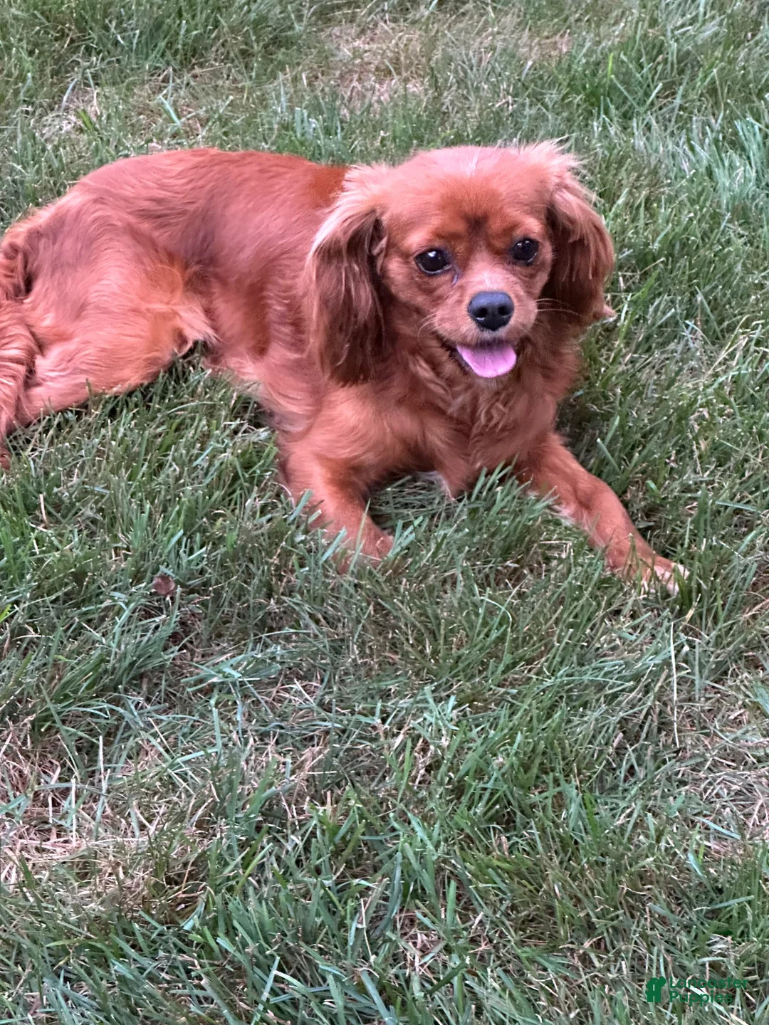 Cavapoo dogs for sale: Baxter - Ad 10