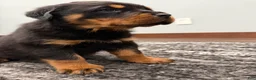 Rottweiler dogs for sale: Bear - Ad 6