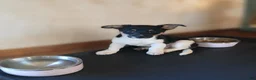 Dorkie dogs for sale: MYLO - Ad 3