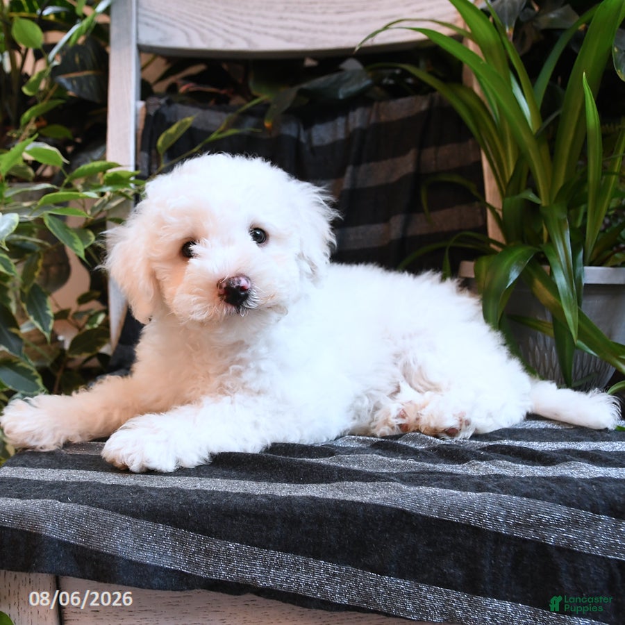 Bichpoo dogs Blue - Ad 2