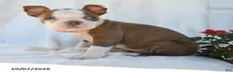 Boston Terrier dogs for sale: Tiana - Ad 3