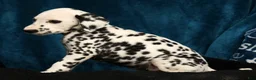Dalmatian dogs for sale: Nellie - Ad 8