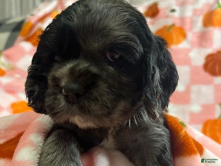 Cocker Spaniel dogs - Ad 7