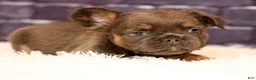 French Bulldog dogs for sale: Louie - Ad 8