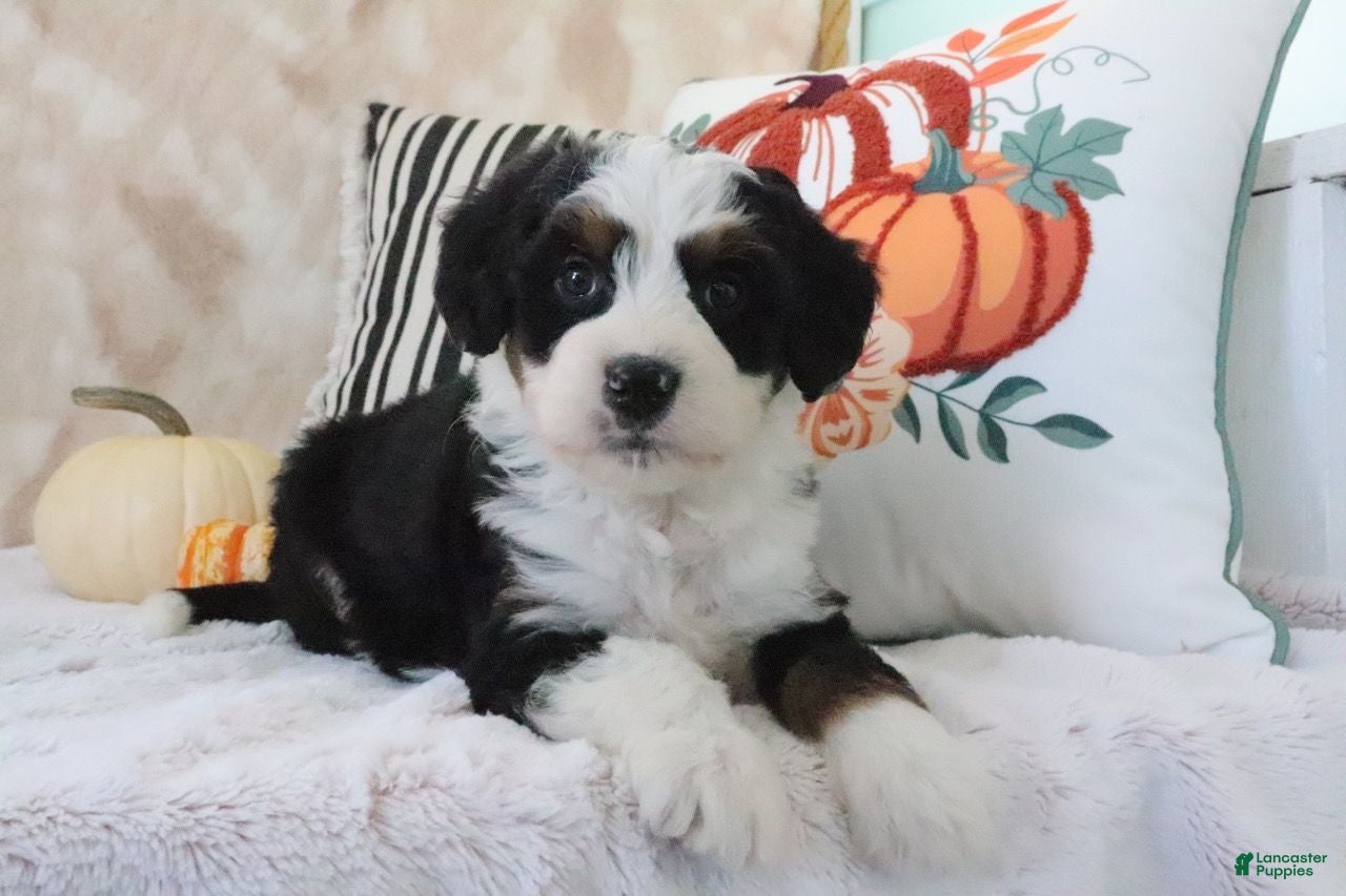 Mini Bernedoodle dogs Jared - Ad 1