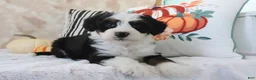 Mini Bernedoodle dogs for sale: Jared - Ad 1