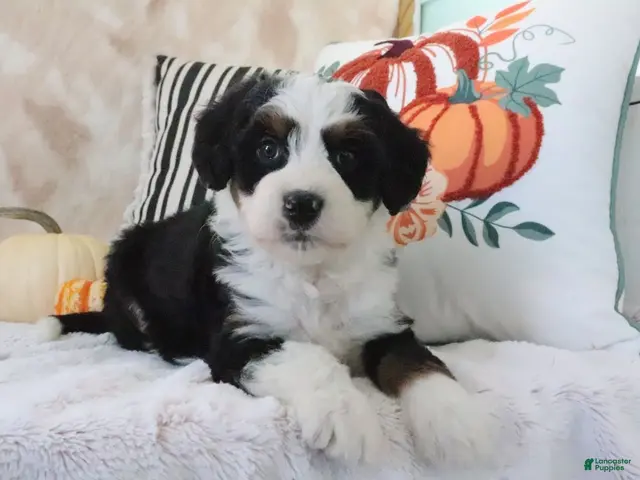 Mini Bernedoodle dogs for sale: Jared - Ad 1
