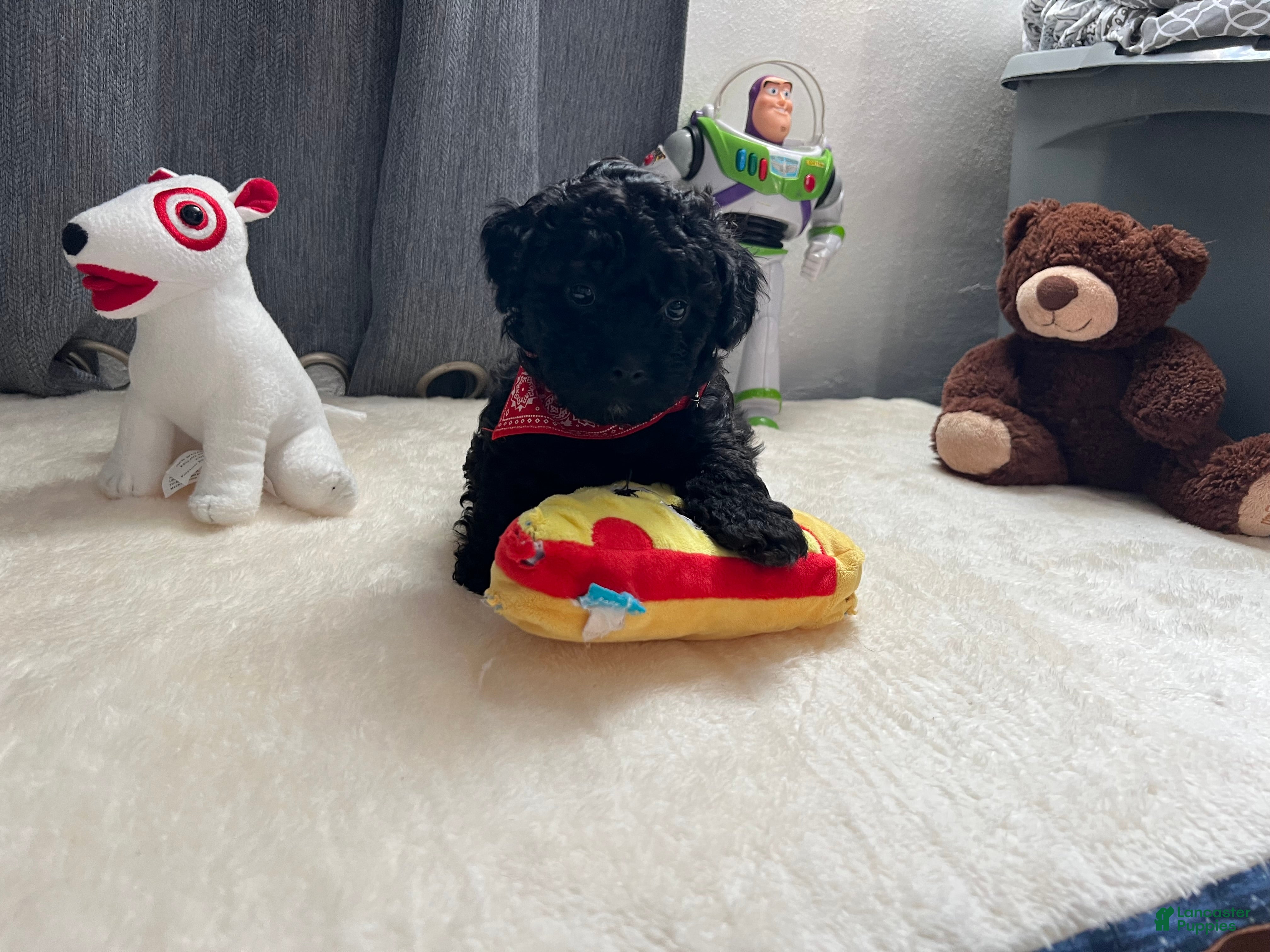 Toy Poodle dogs Toy poodle  - Ad 2