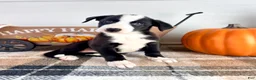 Border Collie dogs for sale: Autumn - Ad 5
