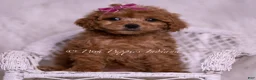 Maltipoo dogs for sale: Kate - Ad 5