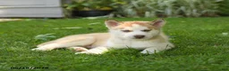 Siberian Husky dogs for sale: Harley - Ad 4