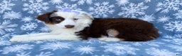 Miniature Australian Shepherd dogs for sale: Peanut - Ad 2
