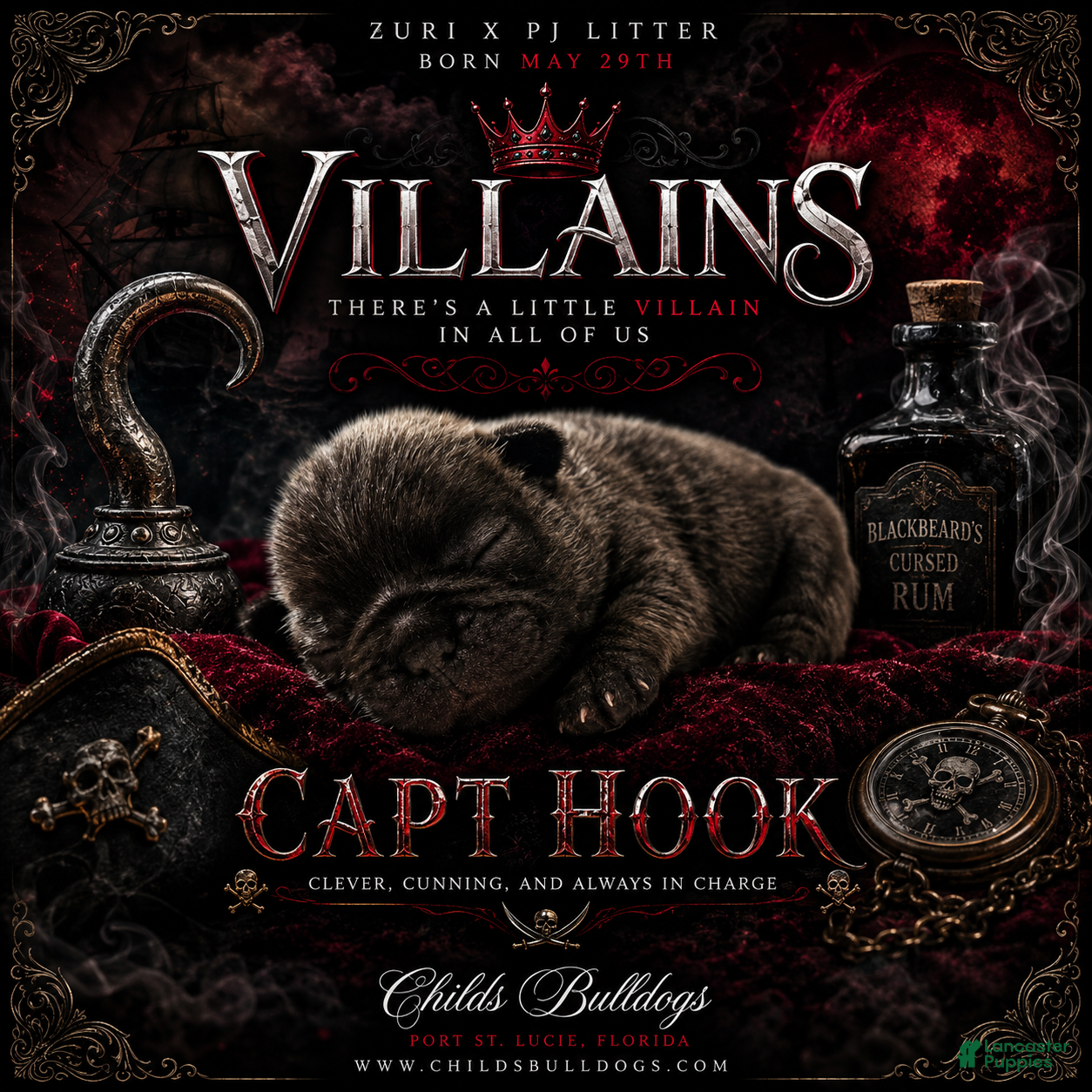 French Bulldog dogs Captain Hook  - Ad 15