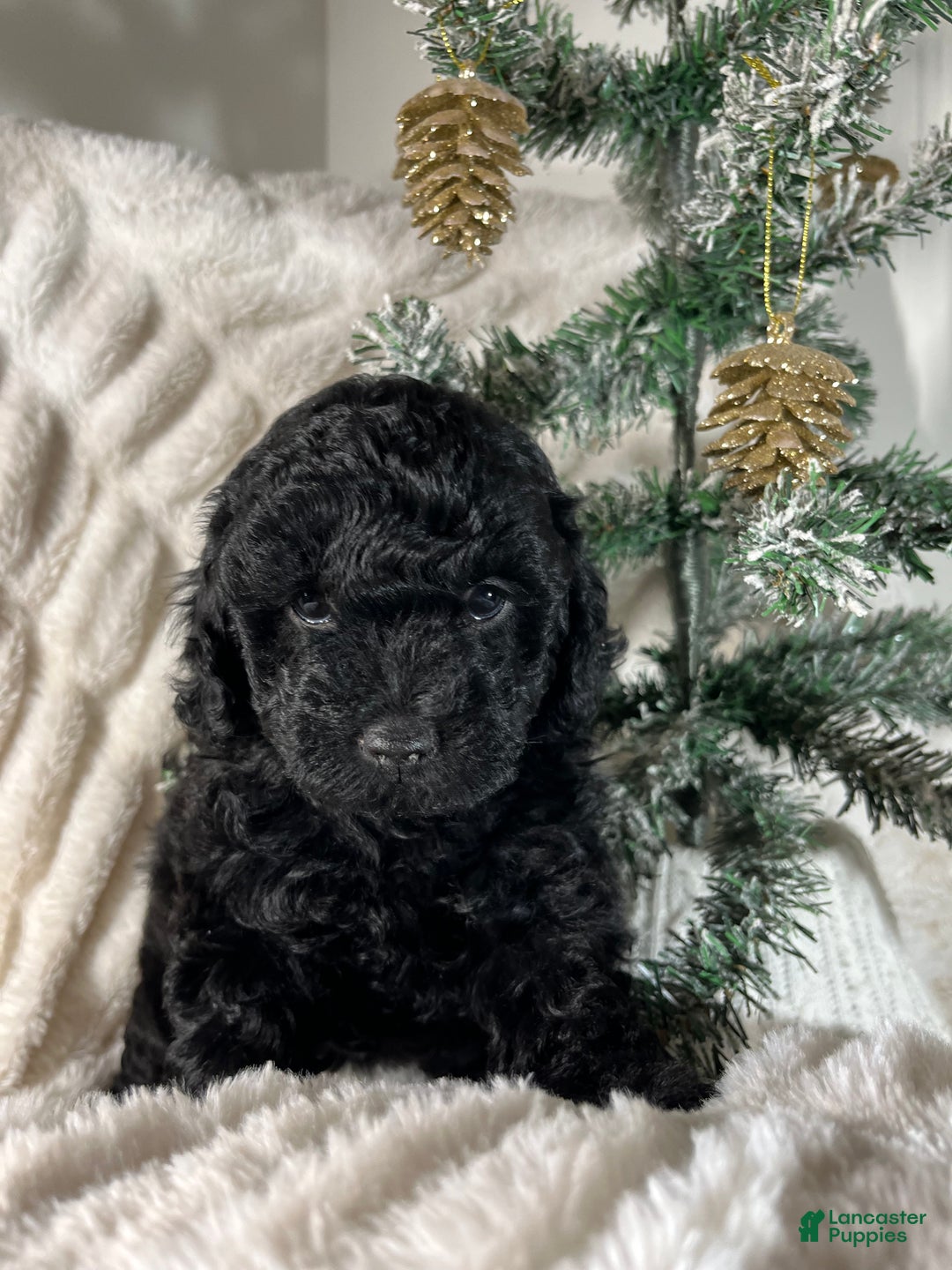 Yorkiepoo dogs for sale: Coco - Ad 6