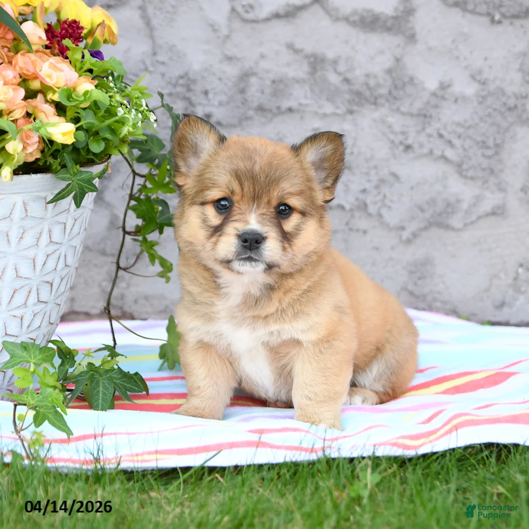 Mixed Breed dogs for sale: Lulu - Ad 1