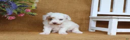 Miniature Poodle dogs for sale: Owen - Ad 6