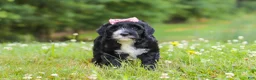 Portuguese Water Dog dogs for sale: Lavender - Ad 6