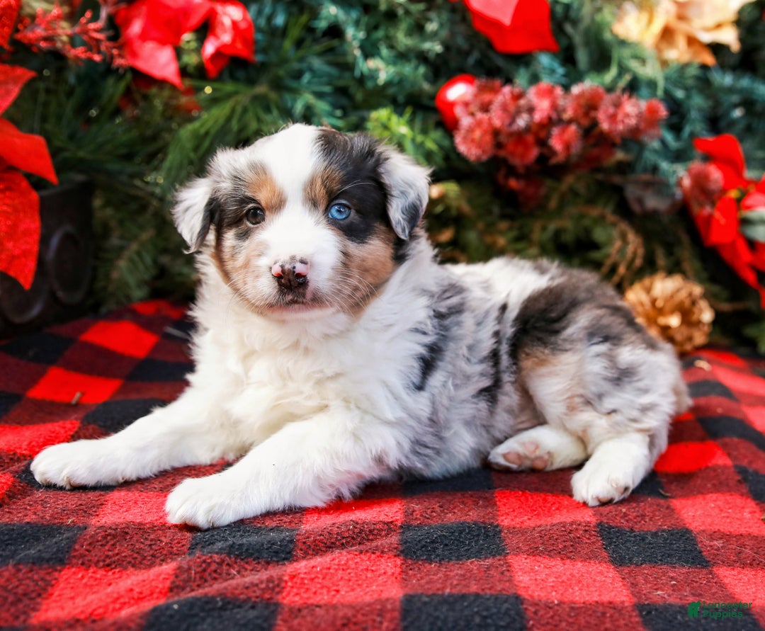 Miniature Australian Shepherd dogs for sale: Chestnut - Ad 4
