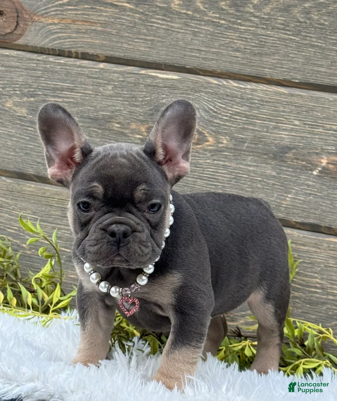 Mixed Breed dogs for sale: Bella - Ad 2