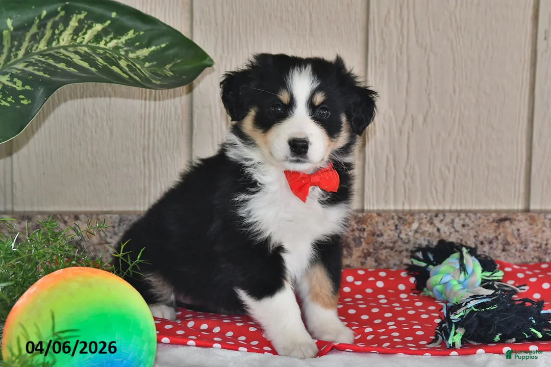 Australian Shepherd dogs for sale: Bella   - Ad 2