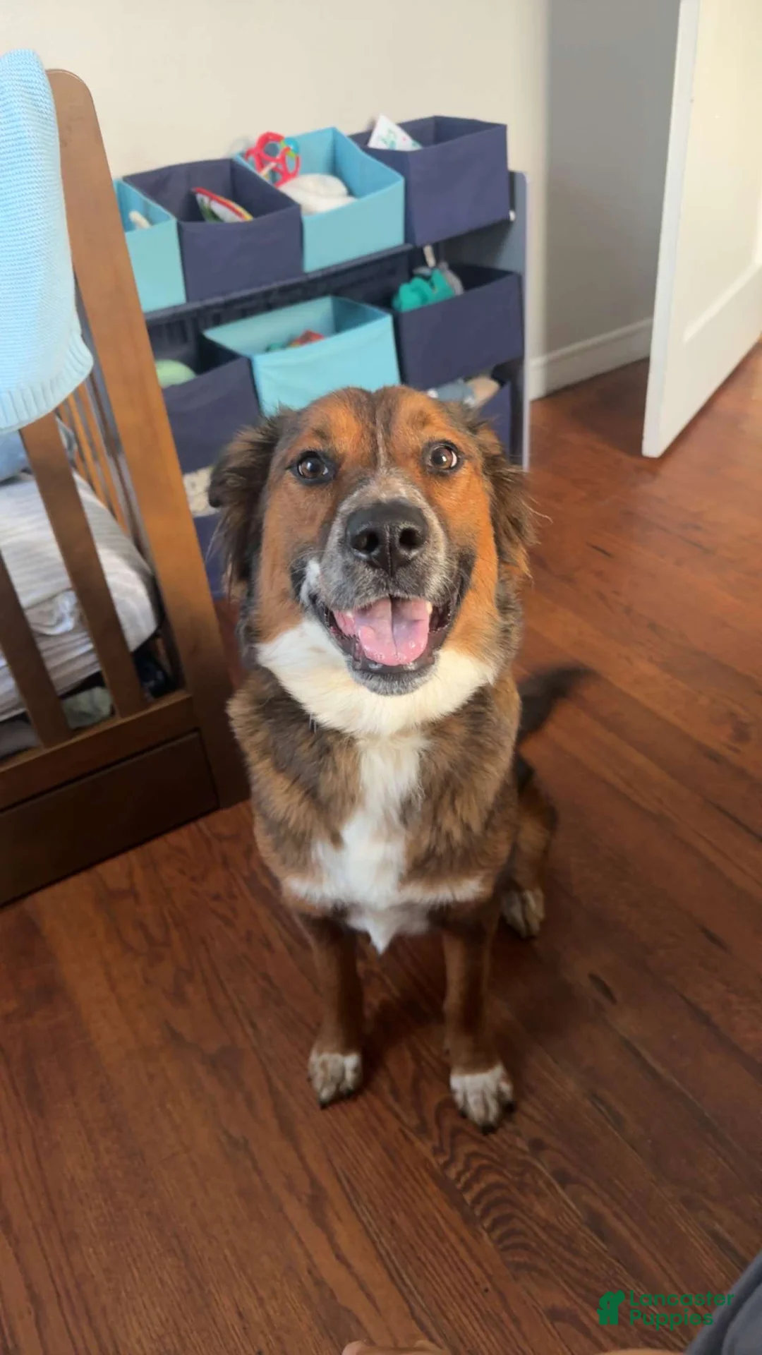 Australian Shepherd dogs for sale: Australian Shepherd 4 - Ad 2
