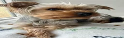 Morkie dogs for sale: Teacup Talia - Ad 8