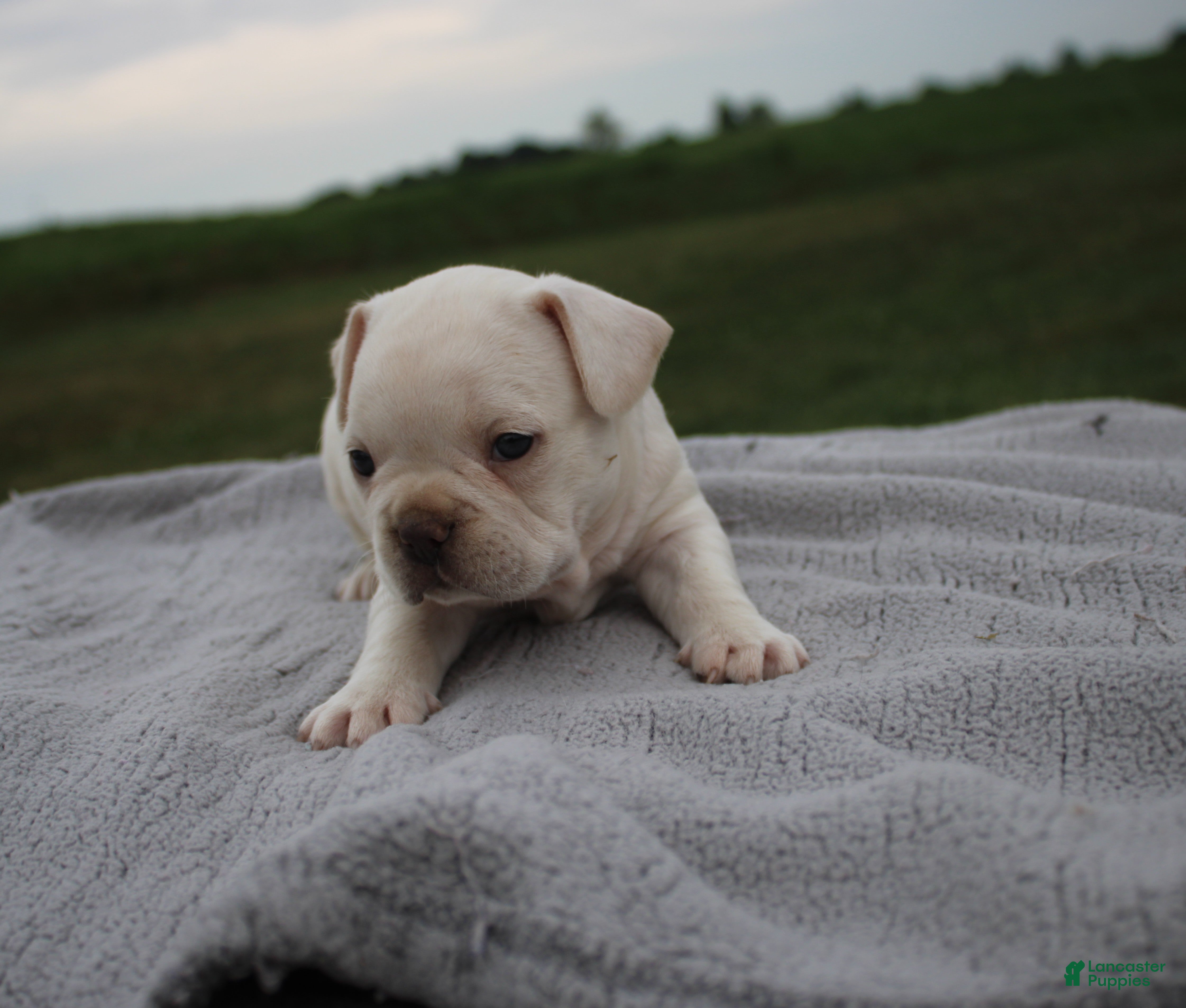 Frenchton dogs HENRY - Ad 1