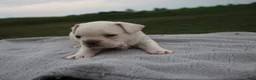Frenchton dogs for sale: HENRY - Ad 1