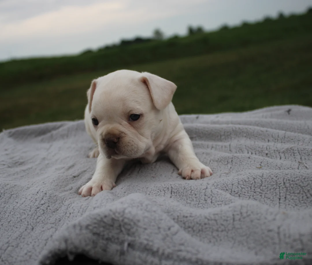 Frenchton dogs for sale: HENRY - Ad 1