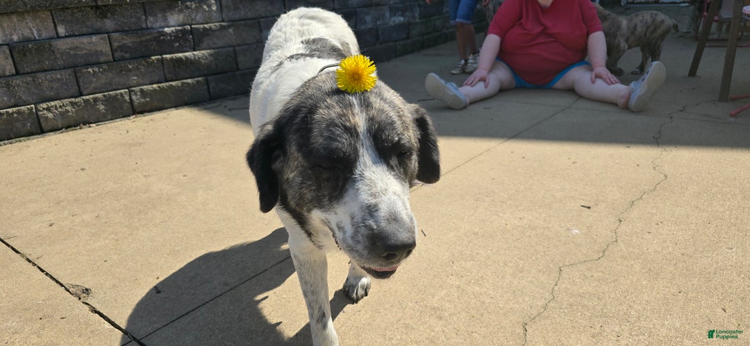 Mixed Breed dogs for sale: ❄️ Tillie - Ad 4