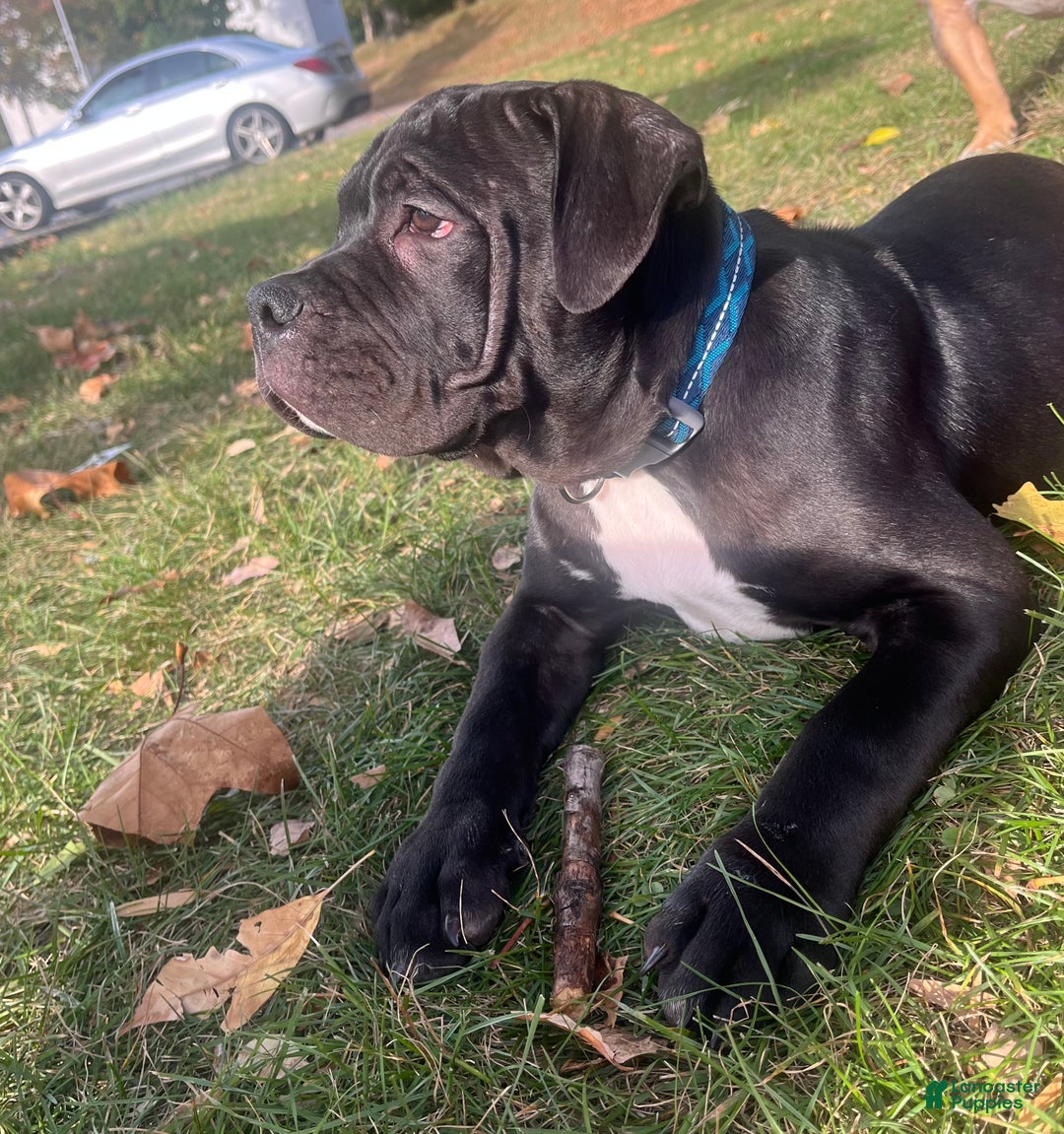 American Bully dogs for sale:  Puppy 1 - Ad 8