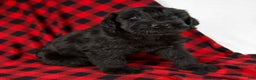 Giant Schnauzer dogs for sale: Alex - Ad 6