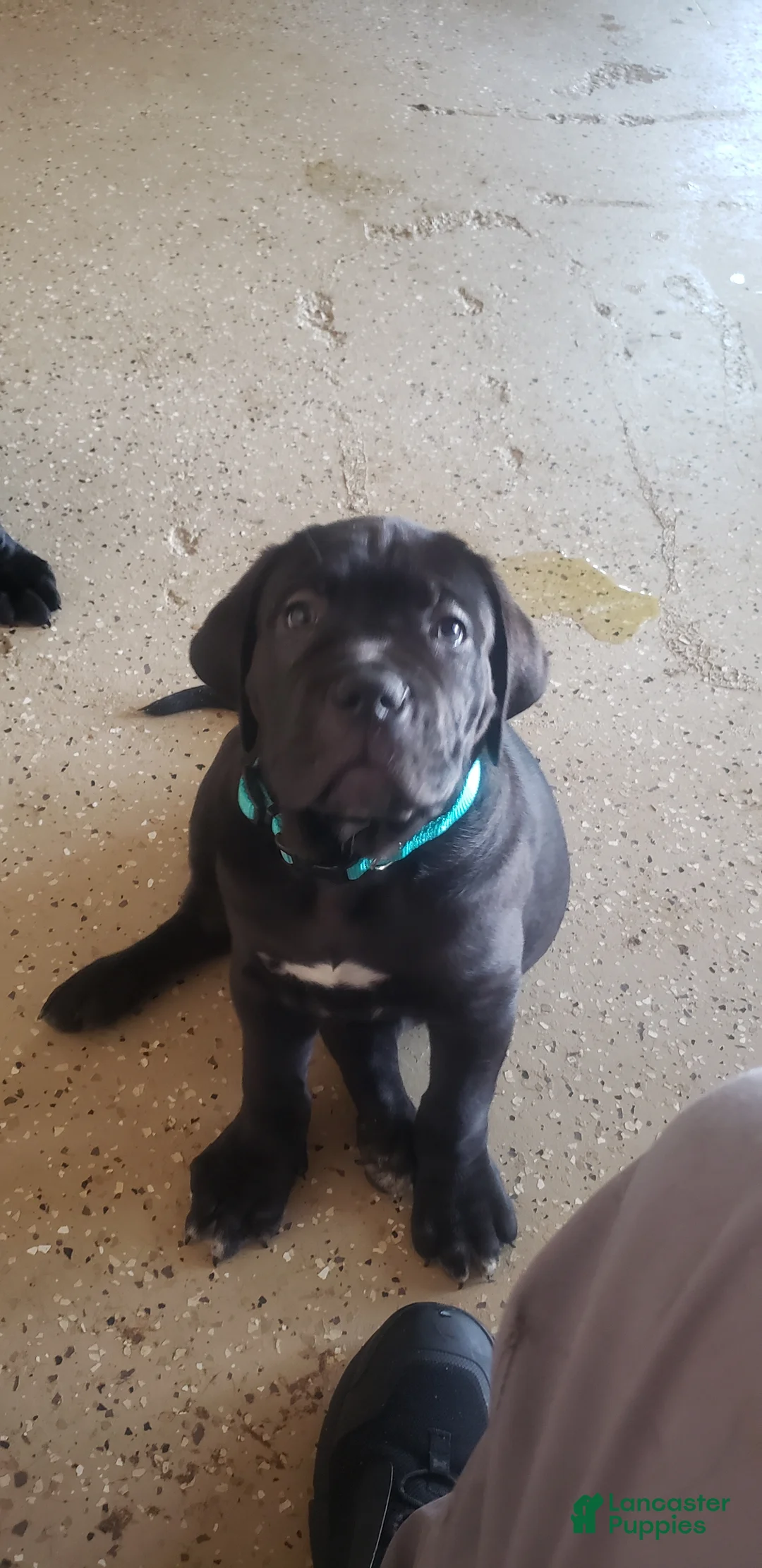 Cane Corso dogs for sale: Cane Corso Puppy 1 - Ad 1
