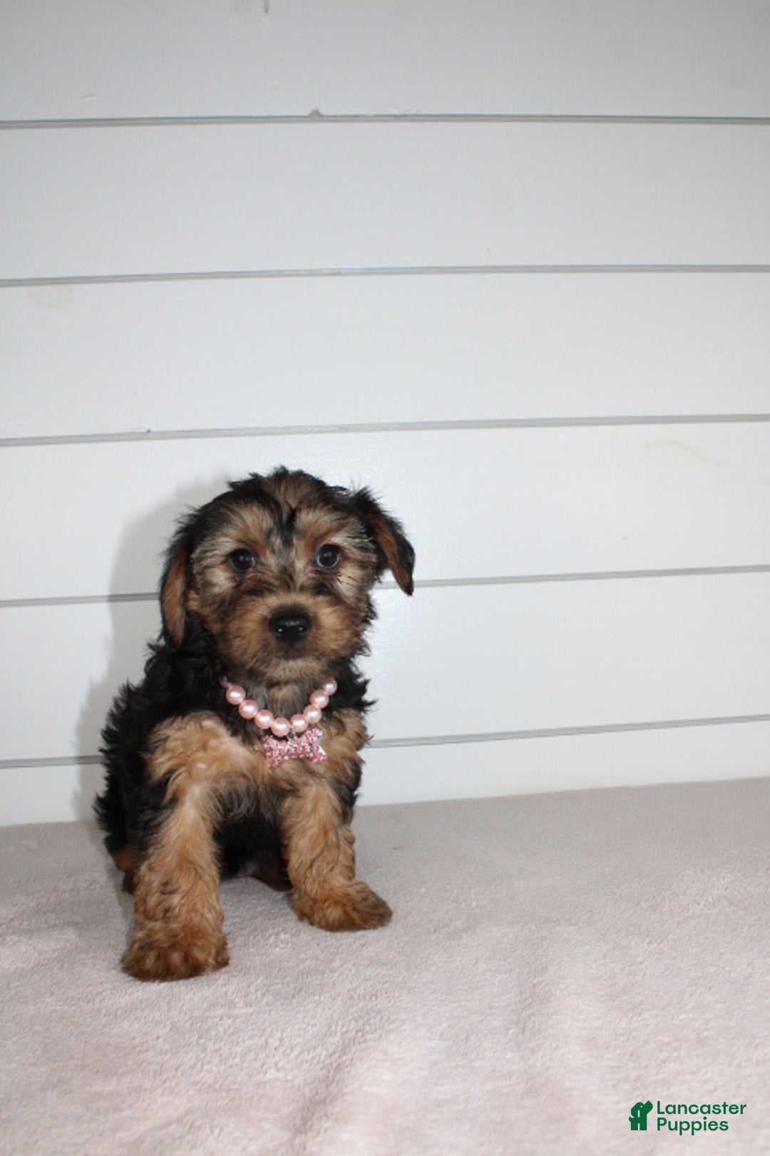 Yorkiepoo dogs for sale: TINKERBELL - Ad 3