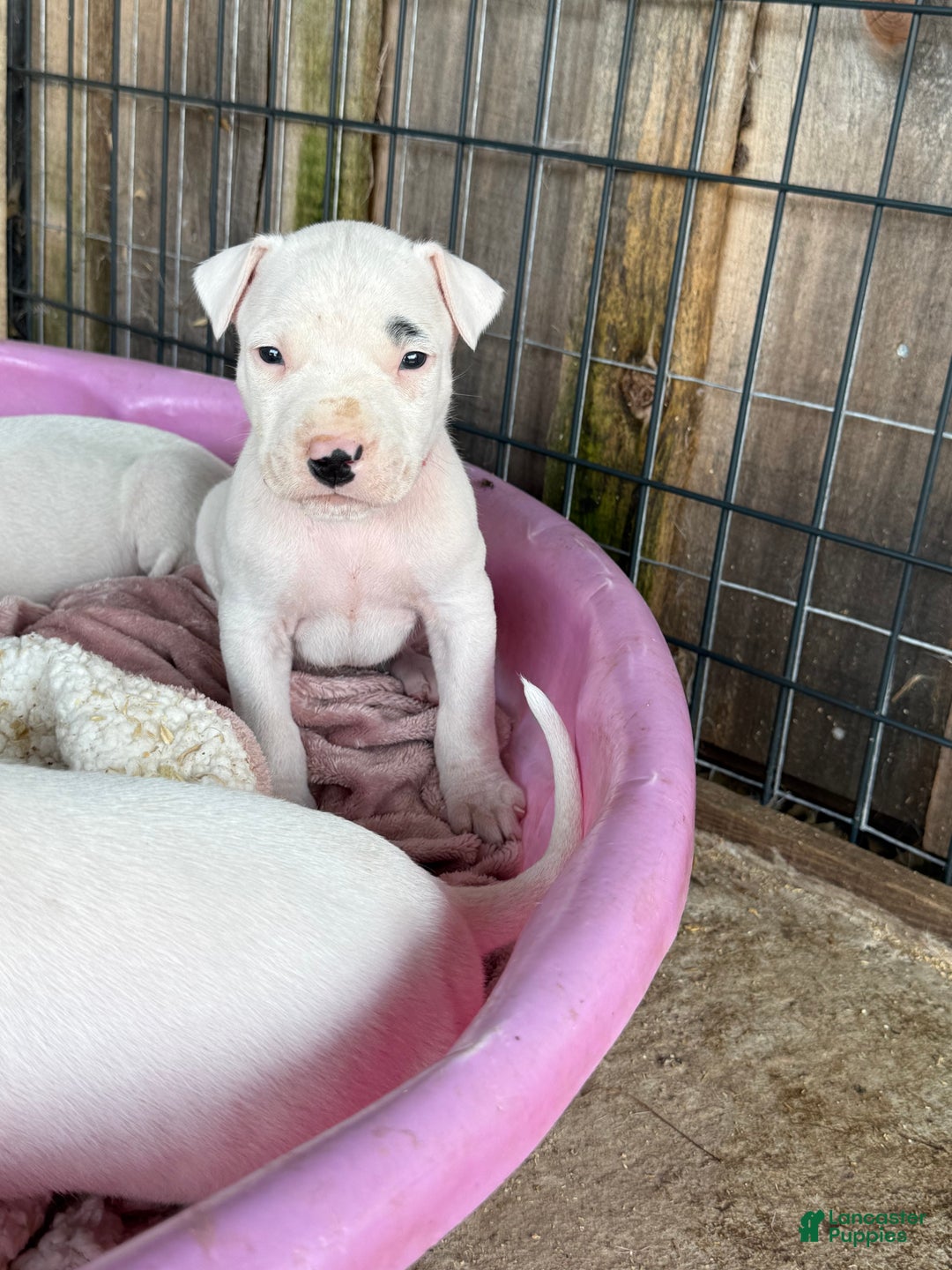 Dogo Argentino dogs for sale: Puppy M3 - Ad 30