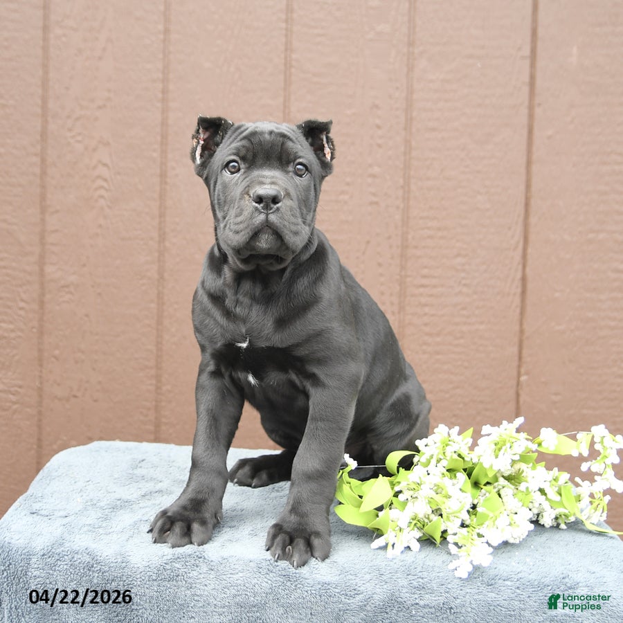 Cane Corso dogs Baxter - Ad 2