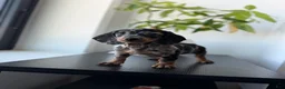 Miniature Dachshund dogs for sale: Chrome - Ad 1