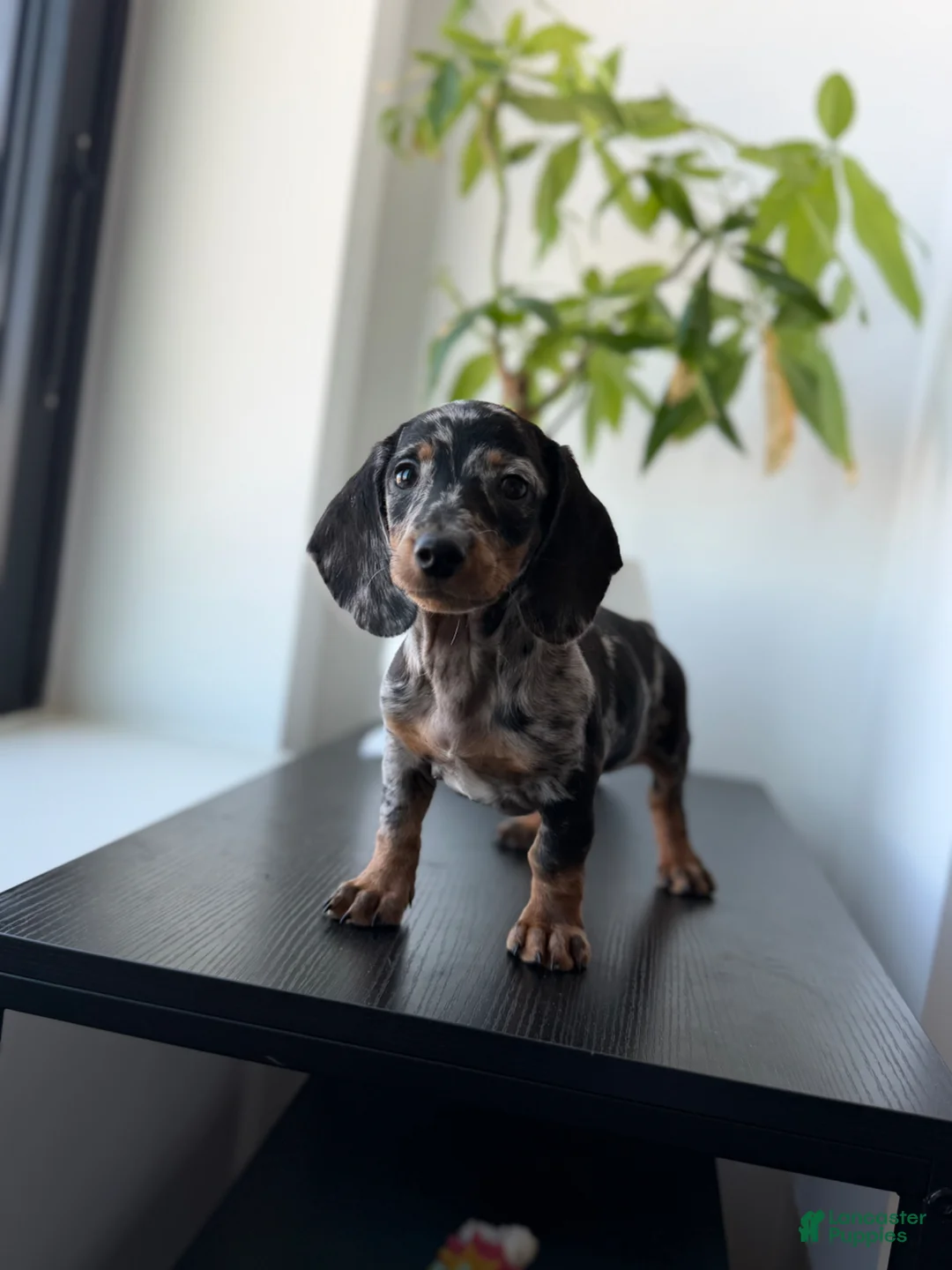 Miniature Dachshund dogs for sale: Chrome - Ad 1