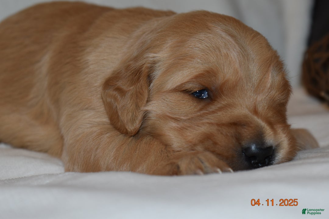 Golden Retriever dogs for sale: Lhadi - Ad 3