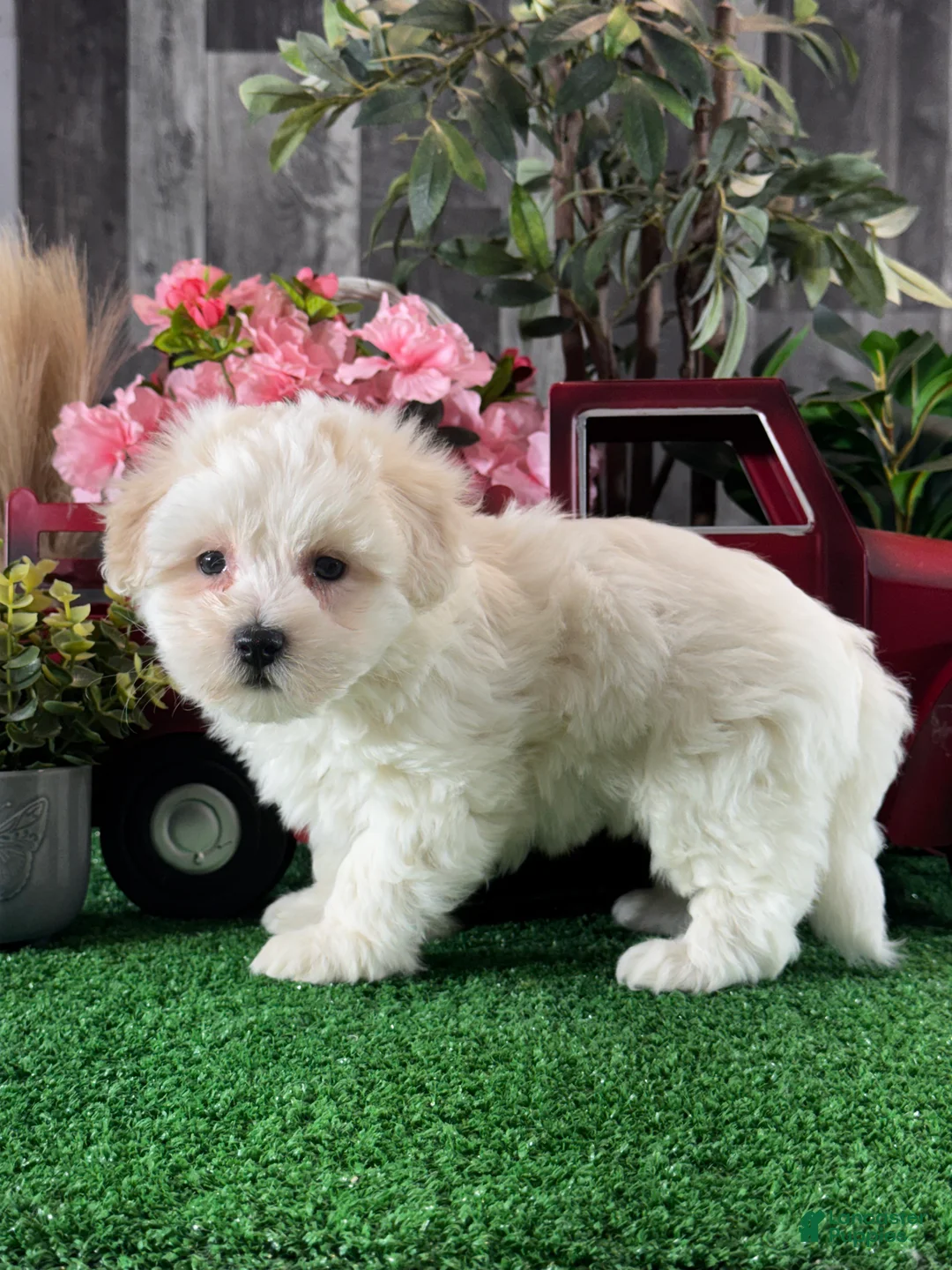 Coton De Tulear dogs for sale: Christy - Ad 2