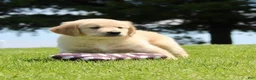 Golden Retriever dogs for sale: Fred - Ad 7