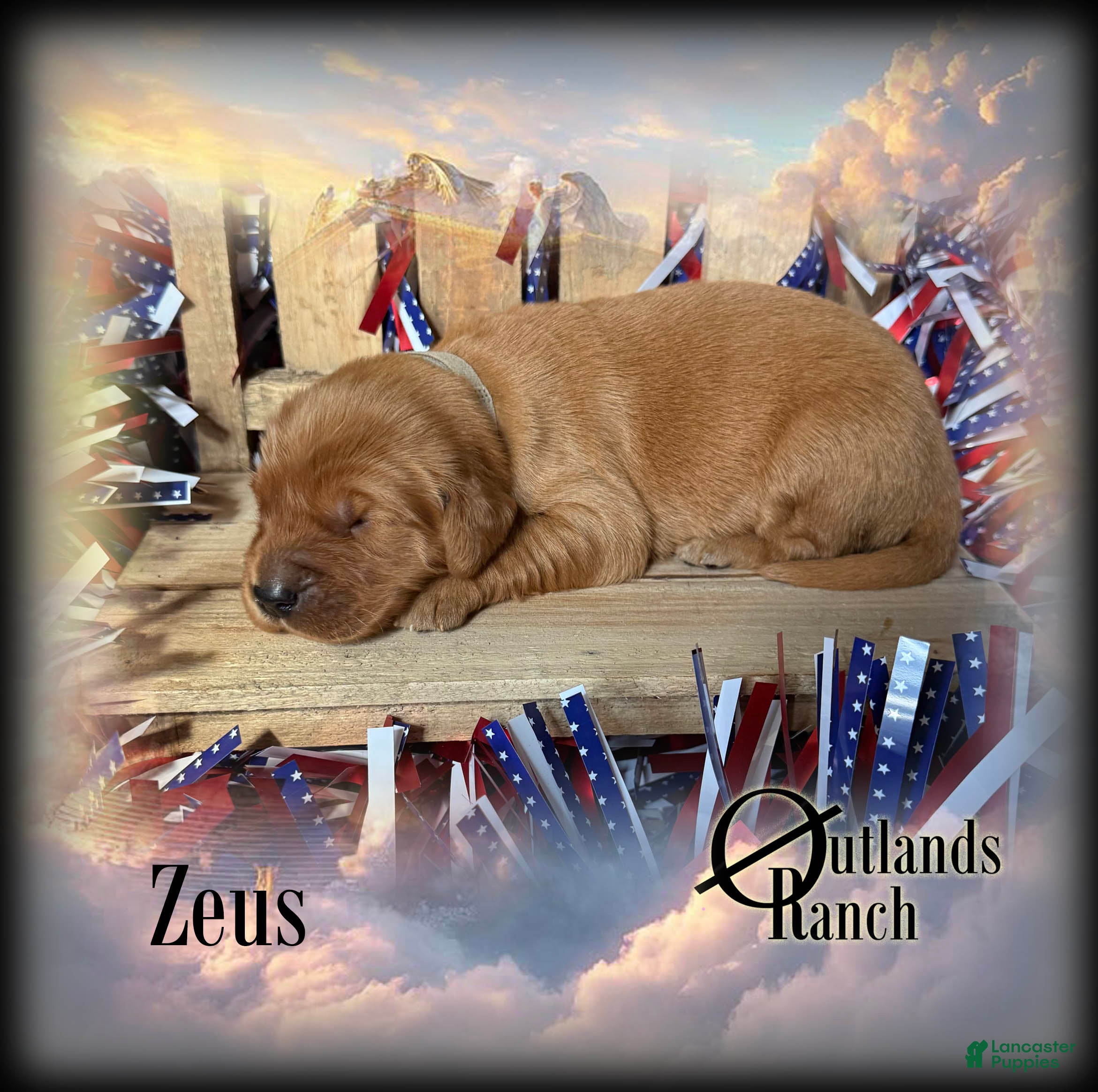 Golden Retriever dogs for sale: Zeus~Gray Collar - Ad 2