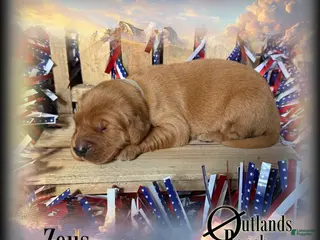 Golden Retriever dogs for sale: Zeus~Gray Collar - Ad 2