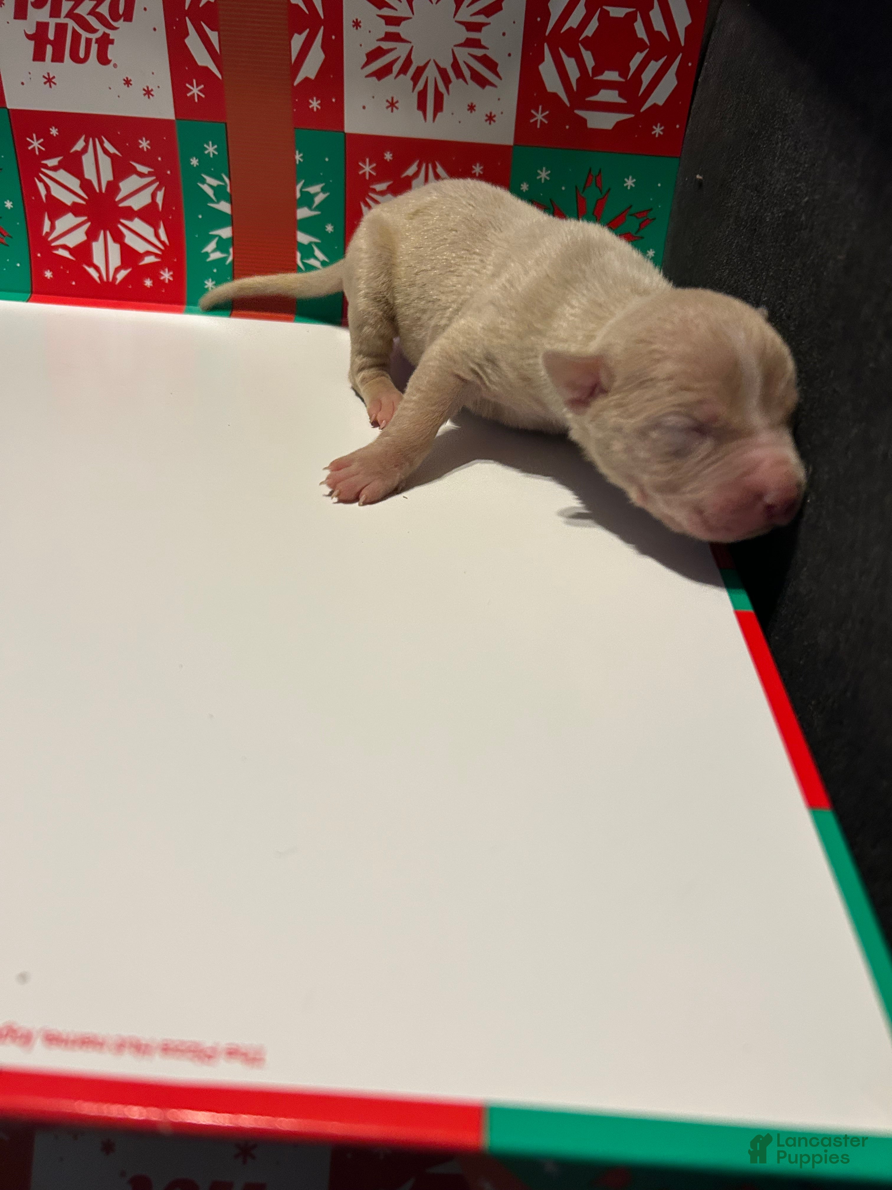 American Bully dogs American Bully Puppy 4 - Ad 10