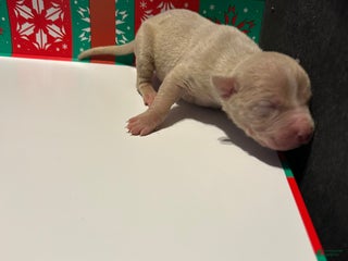 American Bully dogs American Bully Puppy 4 - Ad 10