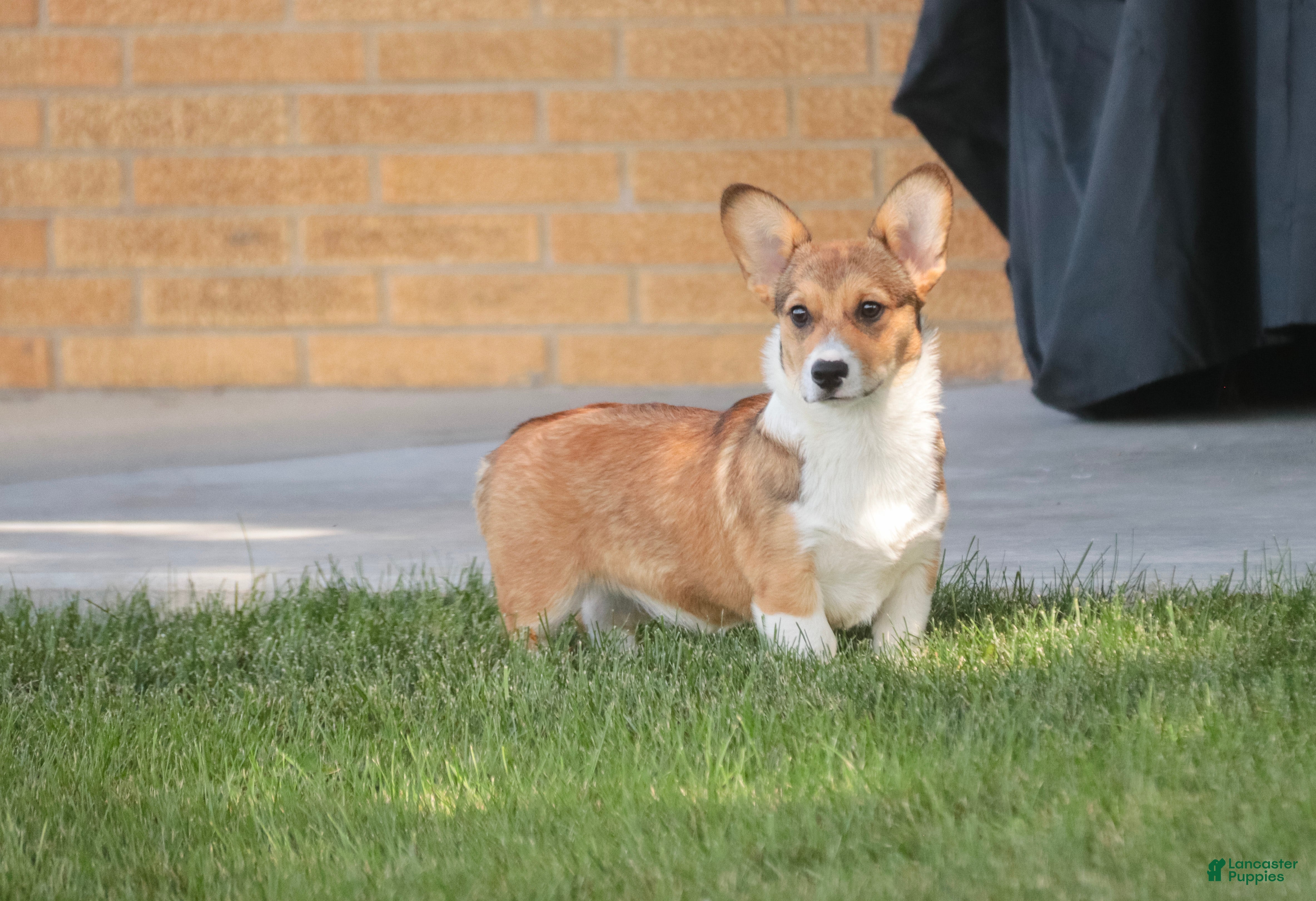 Welsh Corgi Pembroke dogs Olivia - Ad 2