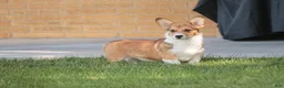 Welsh Corgi Pembroke dogs for sale: Olivia - Ad 2