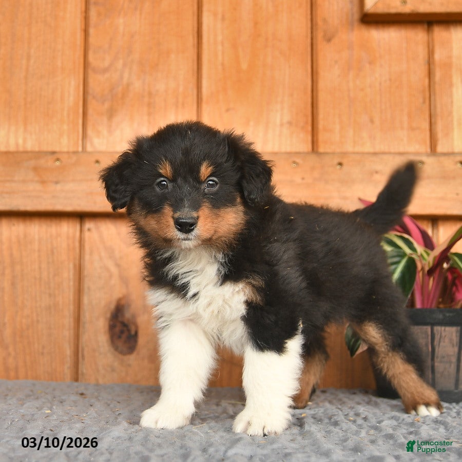 Australian Shepherd dogs Anthony  - Ad 2