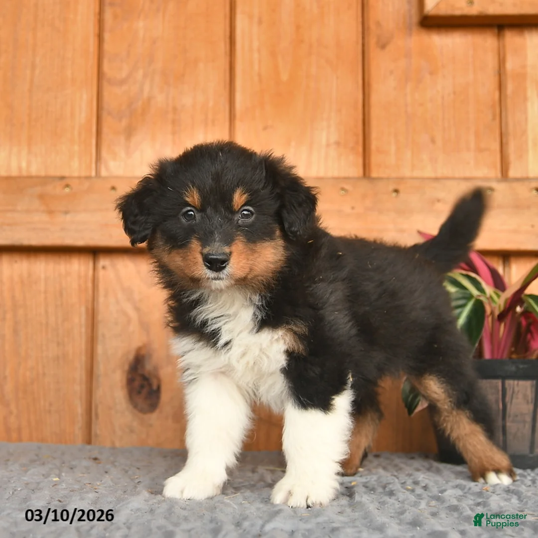 Australian Shepherd dogs for sale: Anthony  - Ad 2