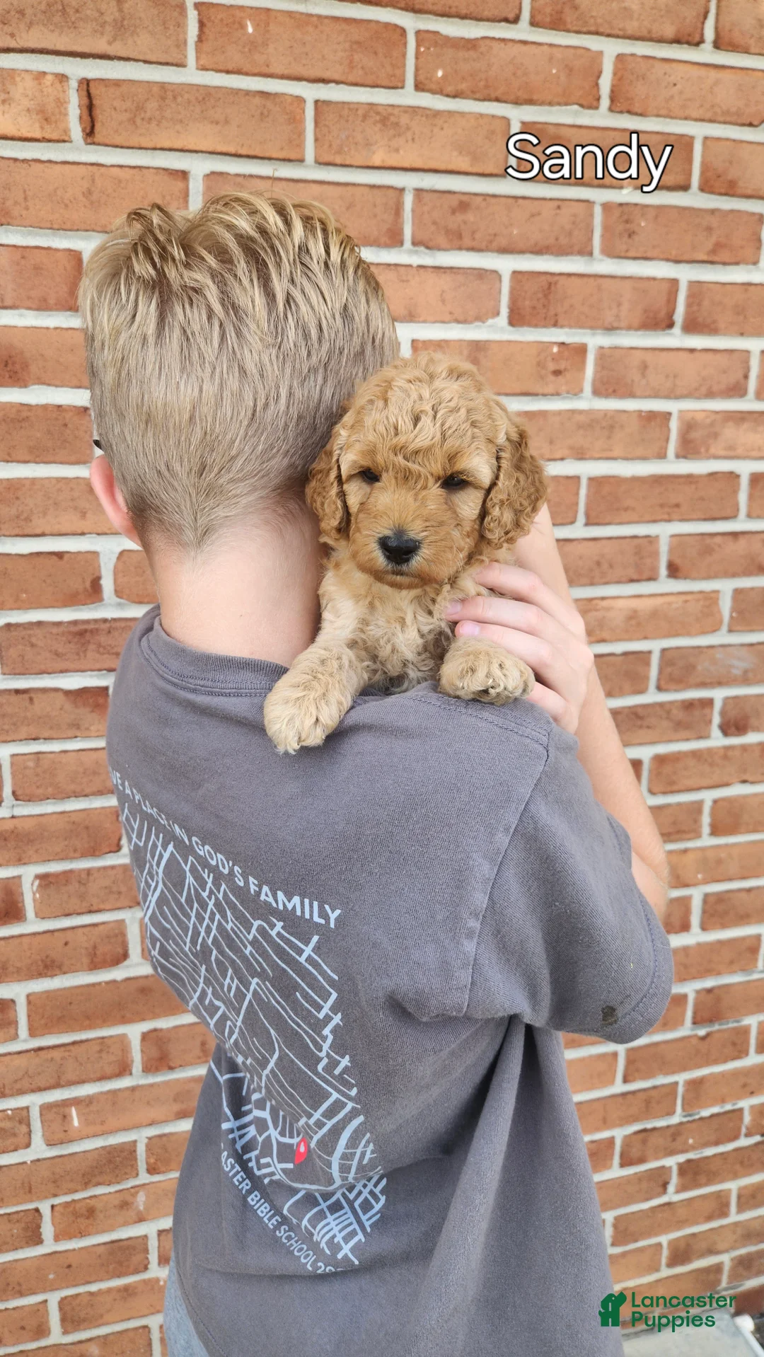 Mini Goldendoodle dogs for sale: Sandy - Ad 1